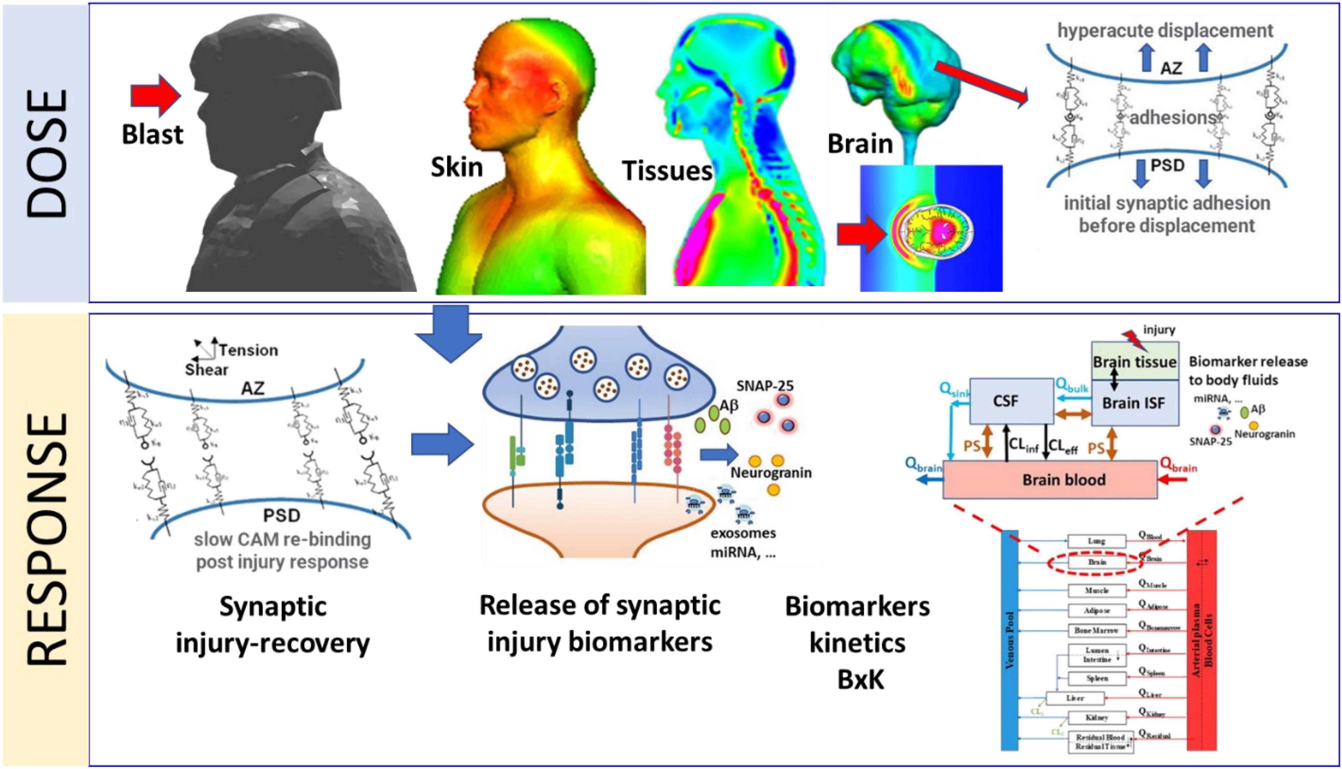 Mathematical model of mechanobiology of acute and repeated synaptic injury and systemic biomarker kinetics